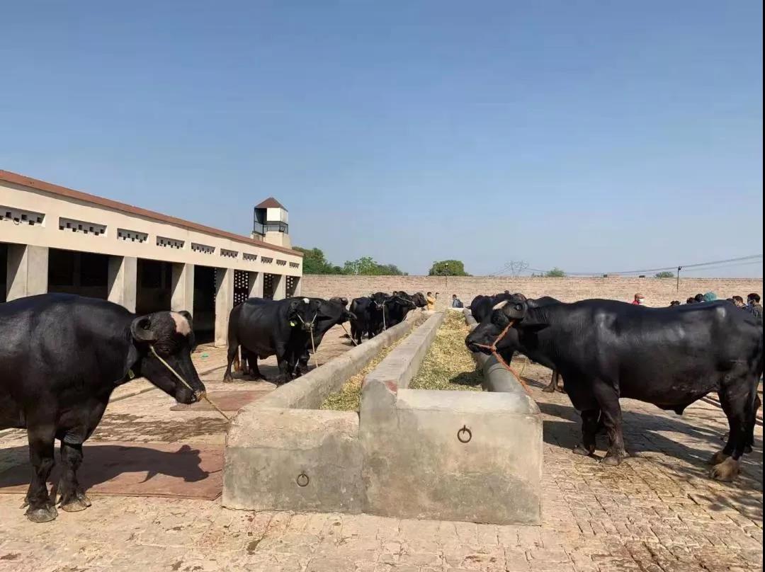 轉(zhuǎn)載：時(shí)隔50年，巴基斯坦“黑金子”或?qū)⒃俅稳肴A