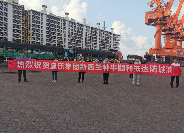 漂洋過(guò)海9000公里，優(yōu)質(zhì)新西蘭奶牛順利到港！